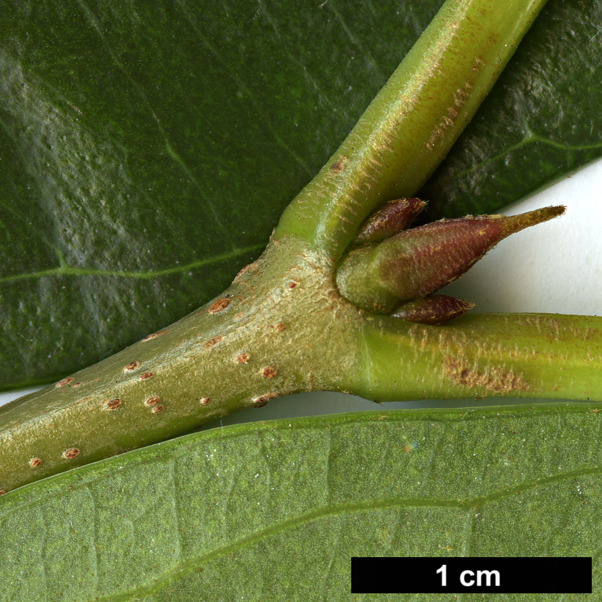 High resolution image: Family: Adoxaceae - Genus: Viburnum - Taxon: odoratissimum - SpeciesSub: var. arboricola